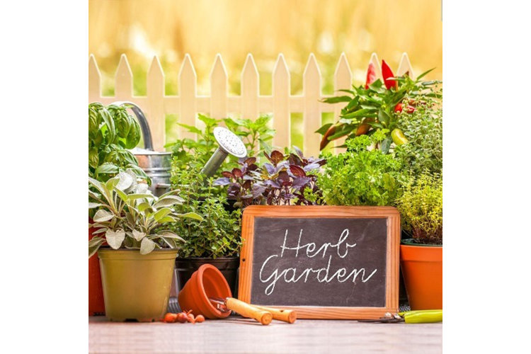 What Herbs Can Be Planted Together Wayfair